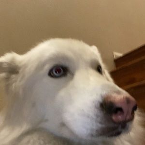 Meet your Posher, Zachary